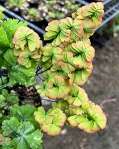 Adiantum tenerum cv.Lucky