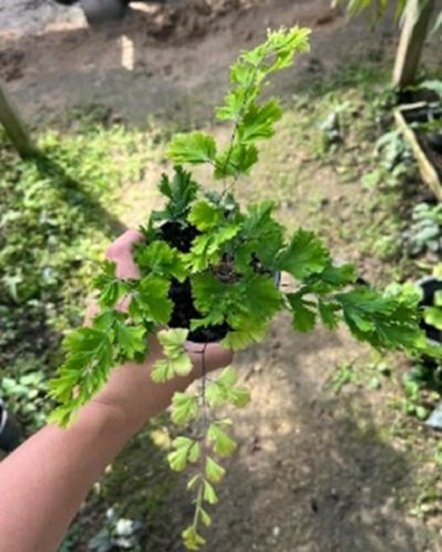 Adiantum tenerum cv.Madmee