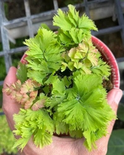 Adiantum tenerum cv.P.SSD.A+