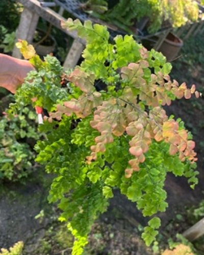 Adiantum tenerum cv.Peacock