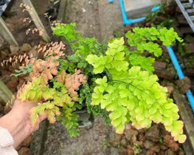 Adiantum tenerum cv.Peacock