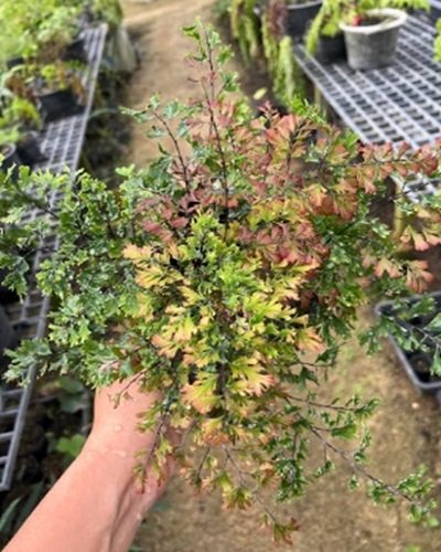 Adiantum tenerum cv.PlJA