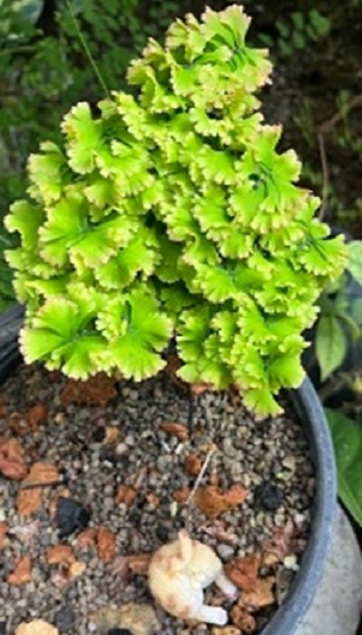 Adiantum tenerum cv.Plus-6