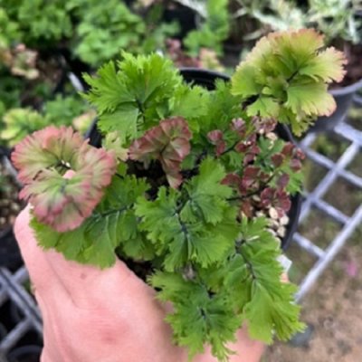 Adiantum tenerum cv.RCMP
