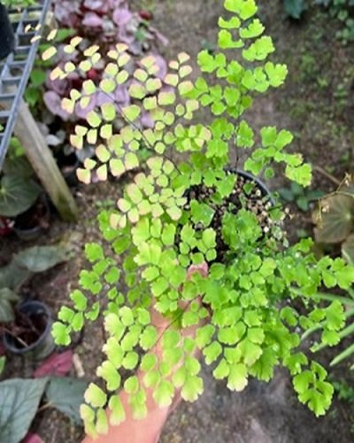 Adiantum tenerum cv.Red Crown