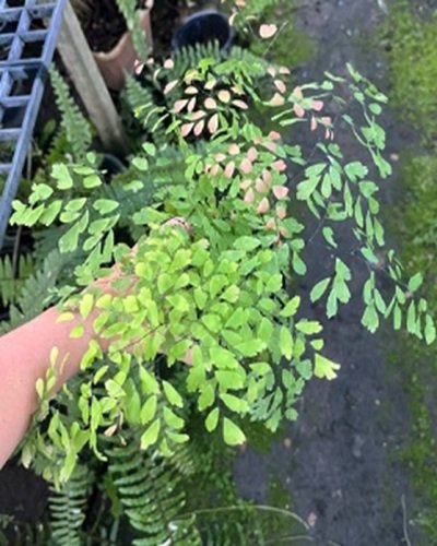 Adiantum tenerum cv.Roungkao