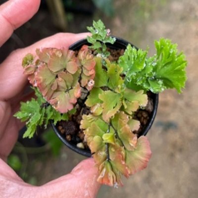 Adiantum tenerum cv.Scorpion