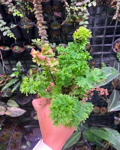 Adiantum tenerum cv.Scorpion