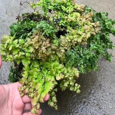 Adiantum tenerum cv.Scorpion