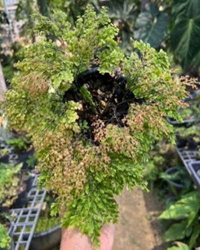 Adiantum tenerum cv.Sexy pink hybrid