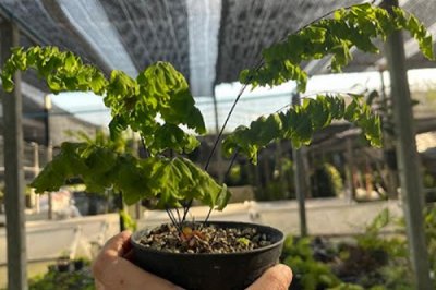 Adiantum tenerum cv.Sleeping Beauty X Peacock