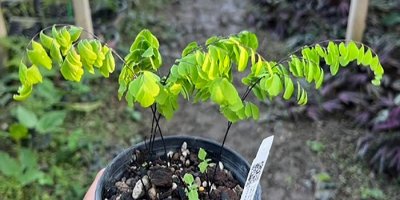 Adiantum tenerum cv.Sleeping Beauty X Peacock