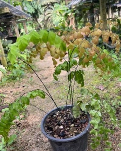 Adiantum tenerum cv.Sleeping Beauty (large leaf)