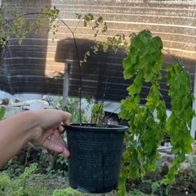 Adiantum tenerum cv.Sleeping Beauty (large leaf)
