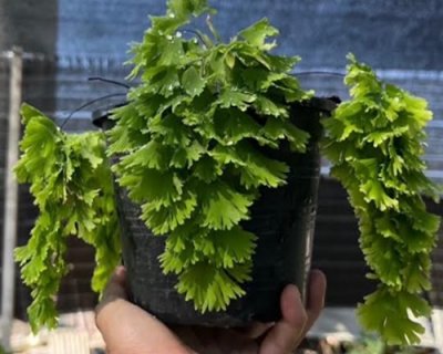 Adiantum tenerum cv.WAR