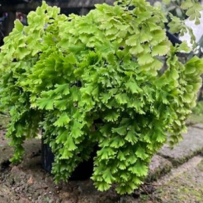 Adiantum tenerum cv.WAR