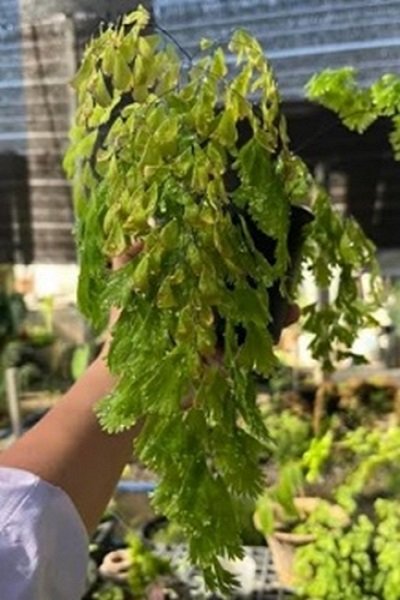 Adiantum tenerum cv.Waterfall