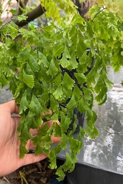 Adiantum tenerum cv.Waterfall
