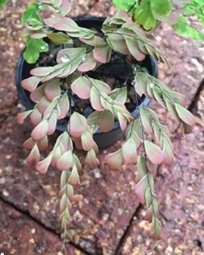 Adiantum tenerum cv.Yodnam