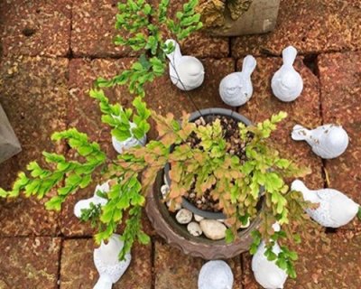 Adiantum tenerum cv.Yodnam