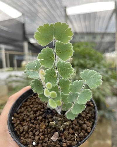 Adiantum thongthamii Suksathan