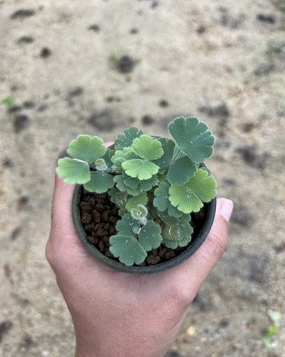 Adiantum thongthamii Suksathan