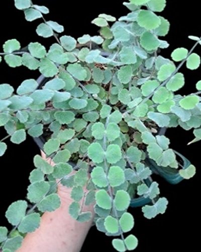 Adiantum thongthamii Suksathan