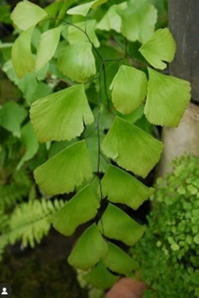 Adiantum trapeziforme L.