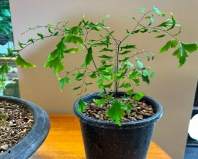 Adiantum trapeziforme mutation (Fancy)