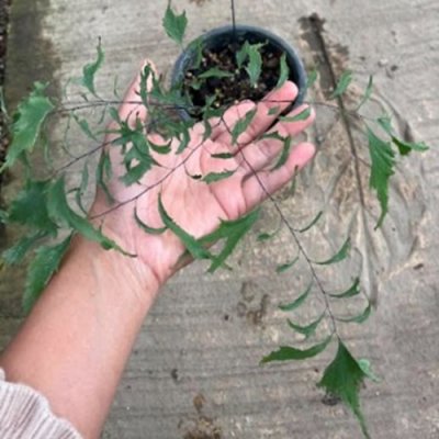 Adiantum trapeziforme mutation (Fancy)
