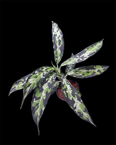 Aglaonema pictum tricolor