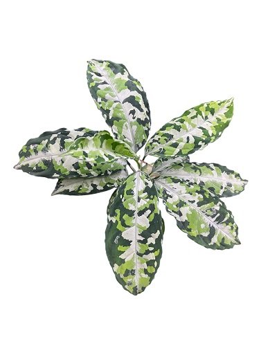 Aglaonema pictum