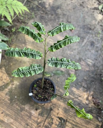 Alpinia rugosa (Seeds)