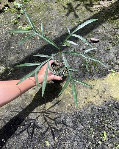 Amorphophallus linearis