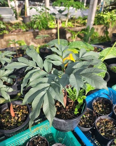Amorphophallus albispathus