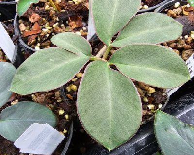 Amorphophallus allenii