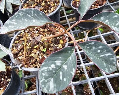 Amorphophallus allenii