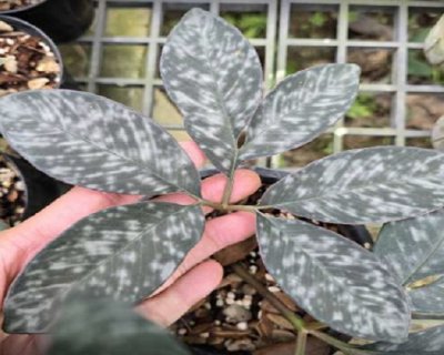 Amorphophallus allenii