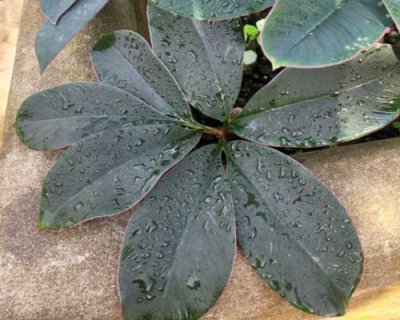 Amorphophallus atroviridis