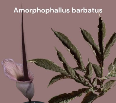 Amorphophallus barbatus