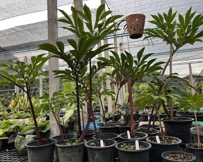 Amorphophallus cicatricifer