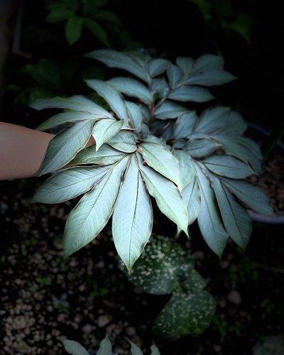 Amorphophallus cicatricifer