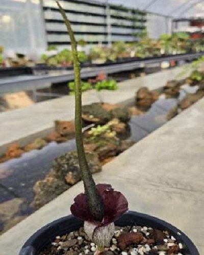 Amorphophallus cirrifer