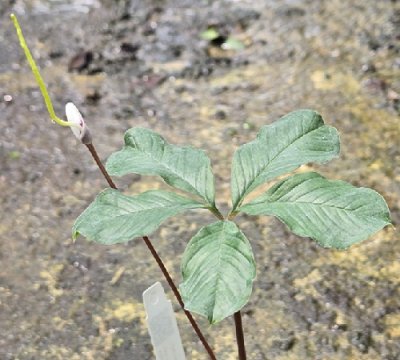 Amorphophallus claudelii