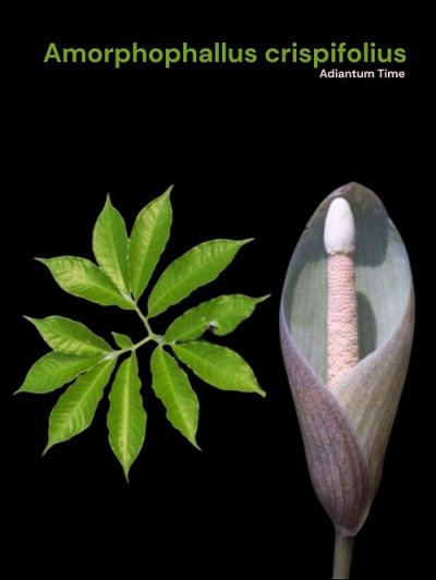Amorphophallus crispifolius