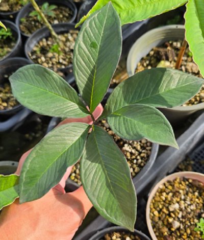 Amorphophallus cruddasianus