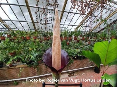 Amorphophallus decus-silvae