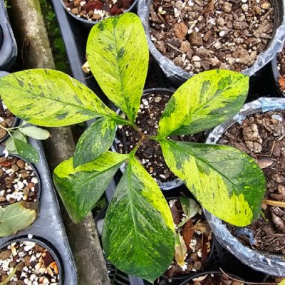 Amorphophallus elatus variegated