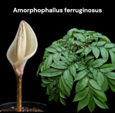 Amorphophallus ferruginosus