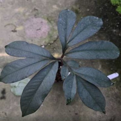 Amorphophallus gallowayi